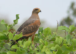 Savanna Hawk